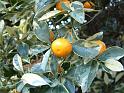 Calamondin Variegated